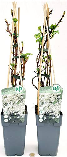 POWERS TO FLOWERS - HIDRAGEA PETIOLARIS, ORTENSIA RAMPICANTE, 2 PIANTE, piante vere