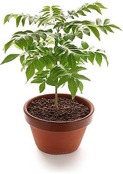 80pcs Curry Leaf Plant Seeds