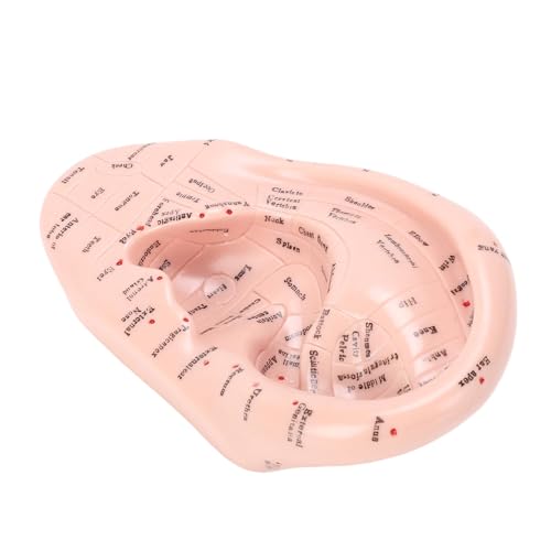 ZJchao Ear Acupuncture Point Model Acupressure Massage Tool for Reflexology and Auricular Training 17cm PVC Anatomical Teaching Aid for Massage Schools and Clinics