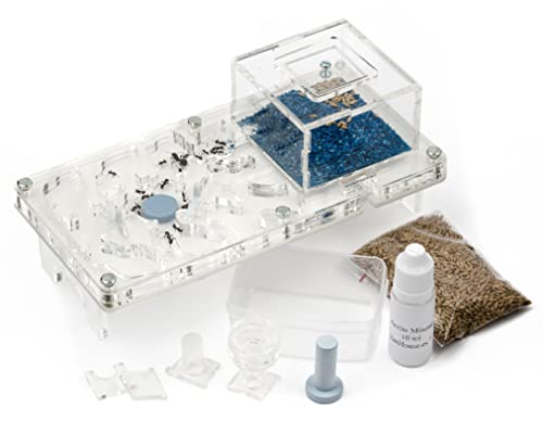 AntHouse - Fourmilière Acrylique | Kit Educatif Champignon 10x20x1,3 cm | Fourmis Incluses