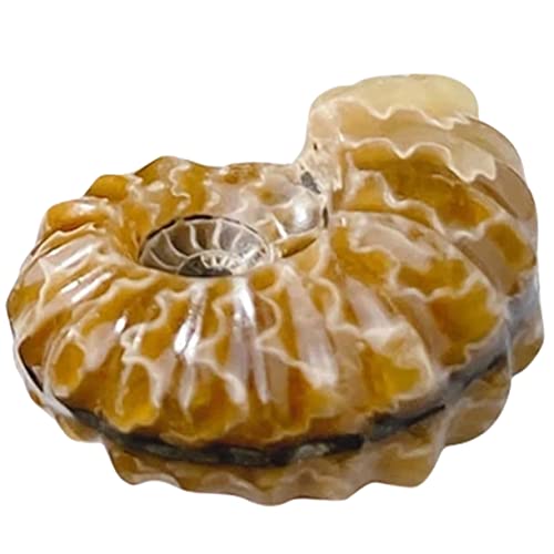 Piedra cristal natural caracola de 50g mineral fosil ornamental para cristal para interior