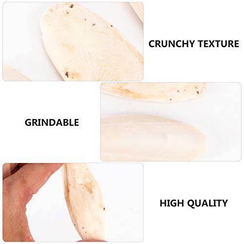 Os de seiche authentique Scicalife de 8 à 12 cm pour calopsittes - 5