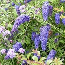 Miniatura 7 de Buddleia Nanho Blue  Plantas extragrandes de 3 galones  Arbusto de mariposa fragante y compacto, ideal para paisajes vibrantes, bordes atractivos y