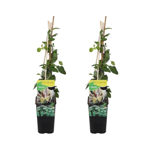 Bloomique - 2er-Set - Lonicera periclymenum - Wildes Geißblatt - Gelb - Kletterpflanzen - Gartenpflanzen - Winterhart - Topf 15 cm - 70-80 cm hoch