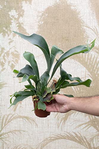 Staghorn Fern - Live Plant in a 4 Inch Pot - Platycerium Bifurcatum - Extremely Rare and Exotic Ferns from Florida