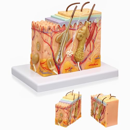 Image of HADWYN 35X Skin Layers Anatomical Model,Enlarged Anatomy Skin Model for Science Study or Patient Education