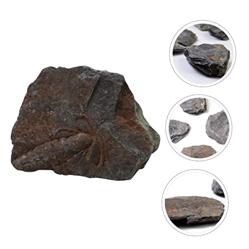 Mobestech 1Pc Trilobite Fóssil Decoração Da Mesa Da Sala De Jantar Brinquedos De Mesa De Água Decora