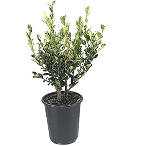 Winter Gem Boxwood | 3 Live 4 Inch Pots | Buxus Microphylla Japonica | Fast Growing Cold Hardy Formal Evergreen Shrub