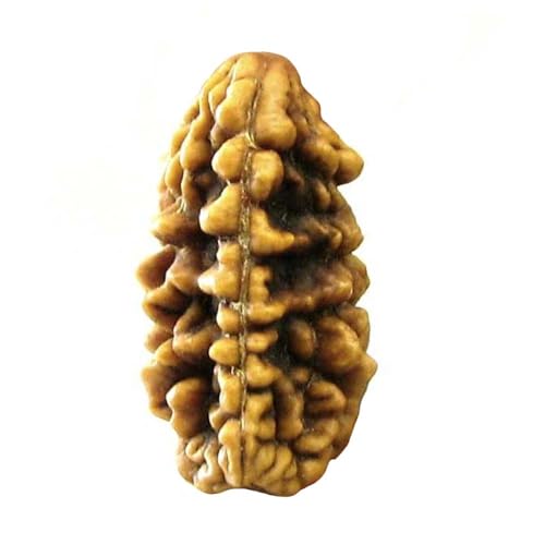 100% Natural Real Rudraksha EK MUKHI 1 ONE Face Shiva Religous Gift