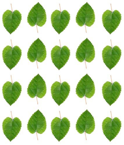 Image of Awesome Aquatic Mulberry Shrimp Leaves Natural Botanical Leaf Food Organic Treat Aquarium Fish Shrimp Terrarium High Protein Vitamin Mineral Fiber Healthy Habitat Environment (Mulberry 20 pk)
