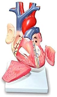 Anatomical Model Torso, Human Anatomical Model, Medical Anatomical Model - Medical Circulatory System Internal Medicine Teaching Model Display Teaching Medical Model