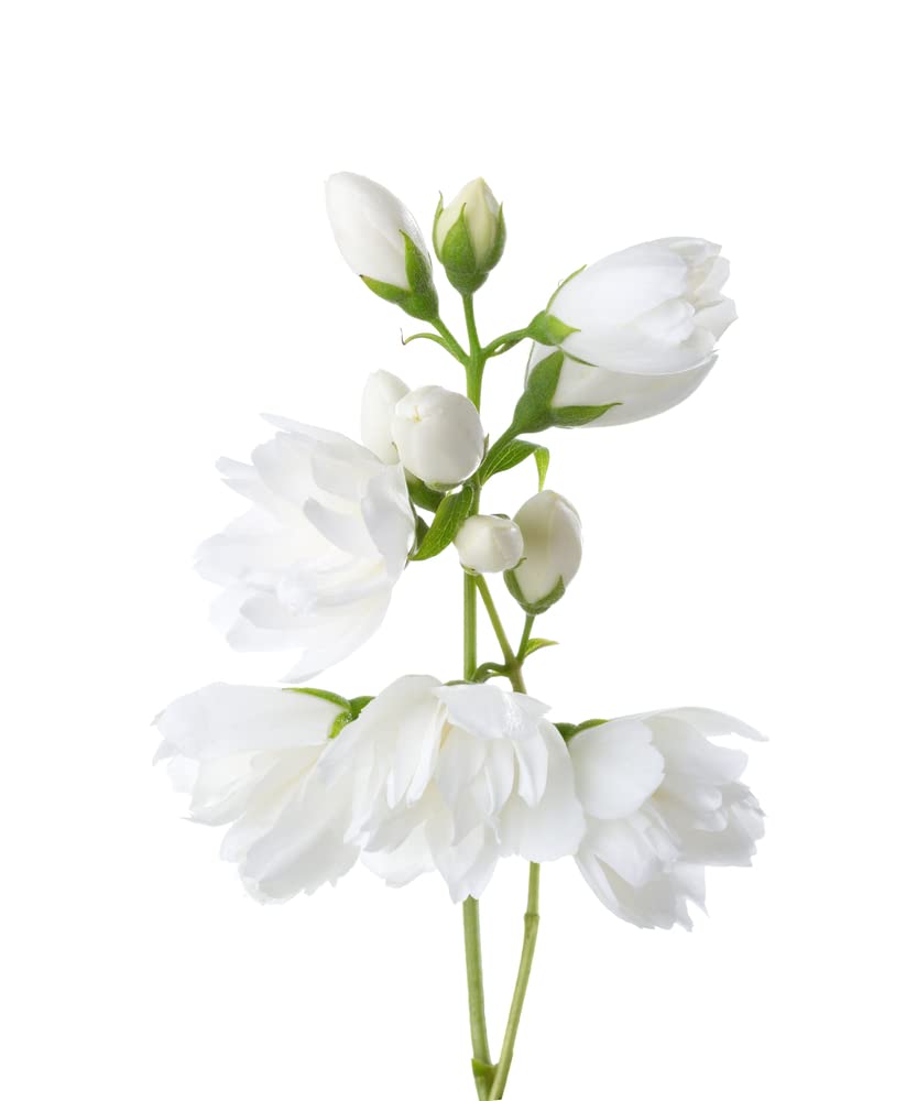 Philadelphus Plants, Mock Orange 'Snowbelle', 1 x Full Plant in 1 Litre Pot, Garden Ready and Ready to Plant, Premium Quality Garden Perennials
