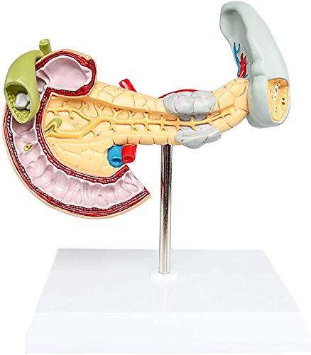 Sjdopulse Human Organ Anatomical Model - Pancreas Model - Pancreas Duodenal Pathological Model - Medical Anatomical Gastrointestinal Organ Model - For Study Display Teaching