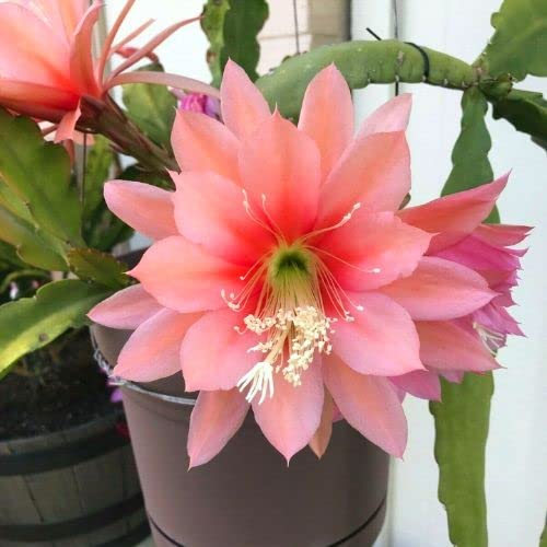 Pink Epiphyllum Orchid Cactus Cutting, Succullent Plant Live, 8 Inches To 10 Inches Long #TOP1