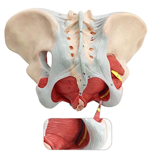 Image of Female Pelvis Model with Pelvic Floor Muscles Perineal Model All in One Female Anatomy Model 1:1 Life Size Human Skeleton Medical Science Educational Equipment Anatomy Medicine