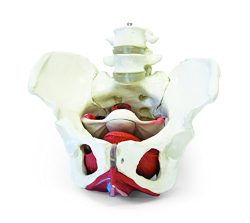 Walter Products B10216 Female Pelvis Model with Organs, Life Size