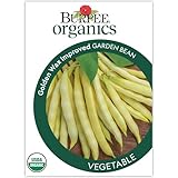Burpee 'Golden Wax' Organic Garden Bean Seeds - 21gm Non-GMO Seed Packet for Home Garden - Yellow Bush Beans Seeds for Planting, Container Friendly, Fresh String Beans, Stringless