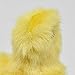 Chick Plush Toy