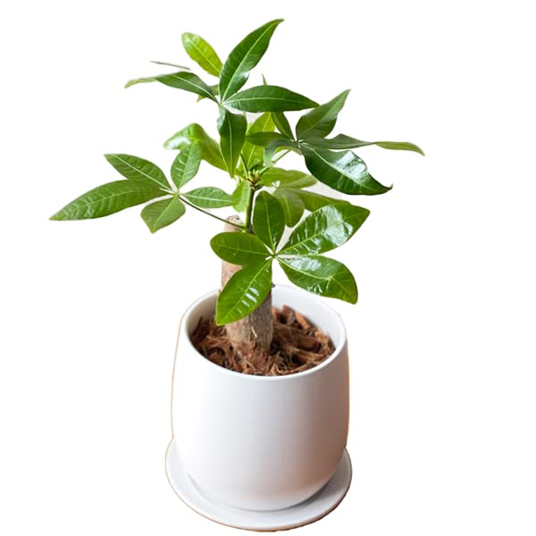 Amazon|パキラ ミニ おしゃれ 白色陶器鉢植え 観葉植物 金の Amazon|パキラ ミニ おしゃれ 白色陶器鉢植え 観葉植物 金の