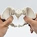Pelvis Model Mini Human Skeleton Model Movable Skeleton Anatomy Model Female Pelvis Model for Teaching, Presentation, Patient Education