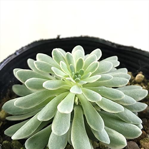 Amazon｜多肉植物 seミセバヤ 斑入りタカスソウ 多肉植物 セダム 7.5cm