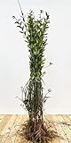 Ligustrum vulgare 'Atrovirens' 50–80 cm (25 Stück) – Winterhart, Mehrjährig, Pflegeleicht – Gewöhnlicher Liguster – Heckenpflanze für Garten & Sichtschutz