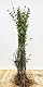 Liguster PlantaPro Ligustrum vulgare 'Atrovirens' 30-50 cm