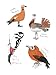 The Field Guide to Dumb Birds Sticker Book: 100+ Stickers of the Dumbest Birds