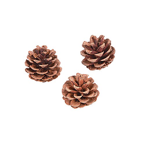 Natural Pine Cones 12Pc - Crafts for Kids and Fun Home Activities