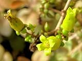 Copper Spoons kalanchoe orgyalis Spoon Rare Succulent (BTL) Exotic Plant Seed 50 Seeds