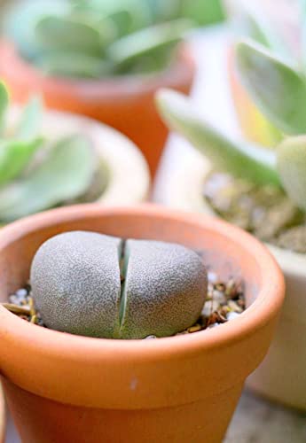 Split Rock Pleiospilos Nelii 4 Inch - Healthy Succulent Rare & Unusual Live Easy Care Indoor House Plant, Fully Rooted In 2/4/6 Inch Sizes #TOP5