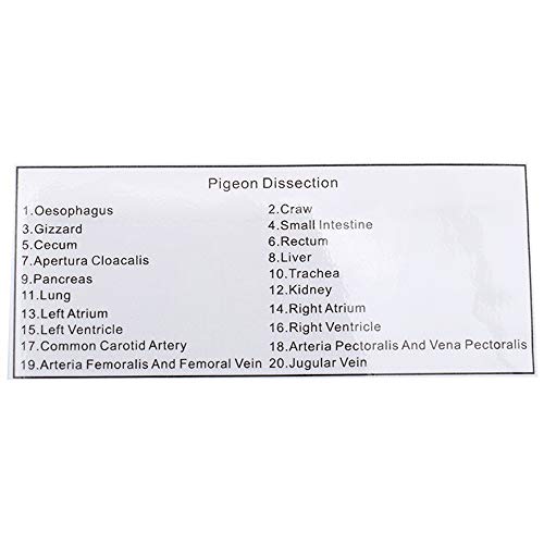 Pigeon Dissection In Acrylic Display Science Classroom Specimen For Science Education Animal Specimen #TOP7
