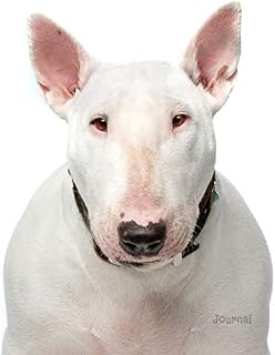 Journal: White English Bull Terrier
