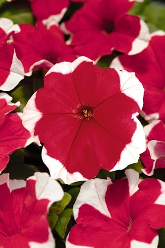 JustSeed - Petunia Express Red Ice Seeds (50 Seeds)