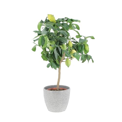 KENTIS - Limonero - Citrus Limon - Plantas Frutales de Exterior - Cítricos Para Balcón - H 70-80 cm Maceta Ø 20 cm