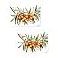 2 X Sea Buckthorn Branch Greta