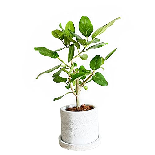 白い鉢に入ったフィカス