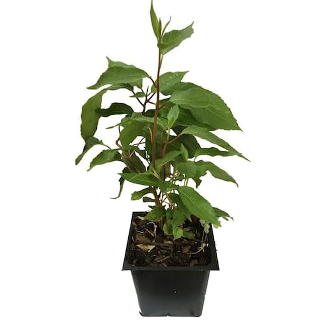 See full amazon price history chart for Cloud Farm Kiwi Plant Garden Live Plant Nursery Outdoor Living Plant (Green),CF_T25 Cloud Farm Kiwi Plant Garden Live Plant Nursery Outdoor Living Plant (Green),CF_T25 (B0D2JX527V) Amazon Price History, Amazon Price Tracker
