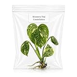 Monstera Thai Constellation Tissue Culture Starter Plant, Variegated Tropical Live Plants, Variegated Plants Live houseplants, Tropical Indoor Plants