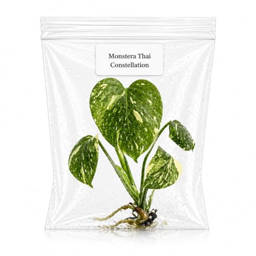 Monstera Thai Constellation Tissue Culture Starter Plant Variegated Tropical Live Plants Variegated Plants Live houseplants Tropical Indoor Plants