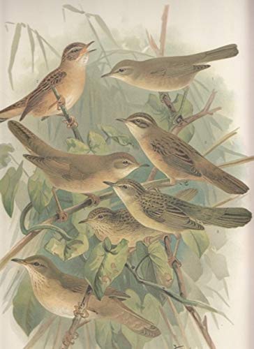 Brauner Laubvogel. Lusciniola fuscata (BLYTH.)., Männchen. Fluss-Rohrsänger. Locustella fluviatilis (Wolf)., Männchen. Weiden-Rohrsänger. Locustella luscinioides (Savi.)., Männchen. Tamarisken-Ro