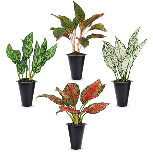 Aglaonema Plant Collection (4 Pack) Live Starter Plants Rare Chinese Evergreen Houseplants Indoor Tropical Plants Live Easy Care Low Light Houseplants Colorful Foliage Plants Growers Choice