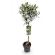 Greenboutiq Olivenbaum