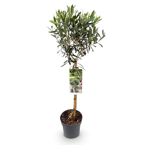 GreenboutiQ - Olivenbaum Echt - Olea Europaea - Stamm-Pflanze - Terrassenpflanze - Immergrün - Wenig Pflege - Topf 19cm Höhe 90cm