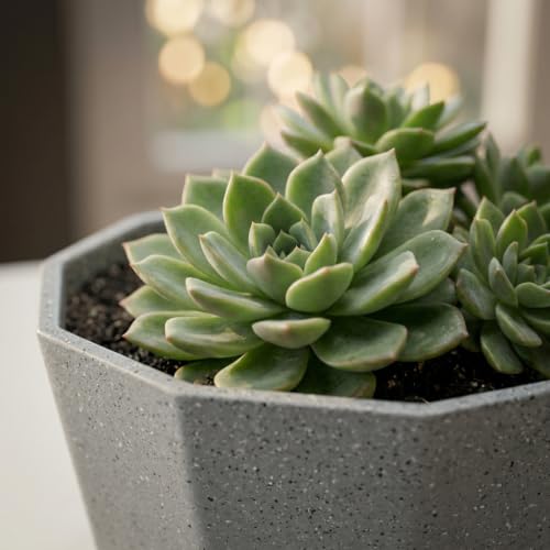 Image of YUCCABE ITALIA SHERA Hexa Plastic Planter Pot for Plants Decorative Flower Pot UV Protected Lightweight Indoor Outdoor Gamla for Home Decor, Balcony, Garden & Living Room (Stone Grey, 8 INCH - 3 Pcs)