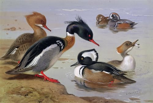 Affiches et gravures de canards par Archibald Thorburn pour salon 60x90cm
