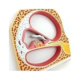 Cochlear Spiralmodell für Anatomie & Hals-Nasen-Ohrenheilkunde, Hörorganmodell für Medizinstudenten, Labor & Klassenzimmer