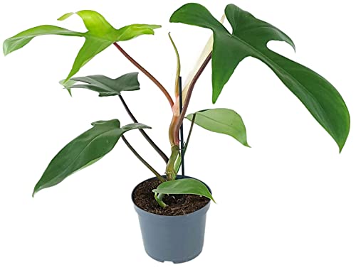 Fangblatt - Philodendron Florida im Ø 12 cm Topf - exotischer Baumfreund mit außergewöhnlichen Blätter - wundervolle Grünpflanze für Ihr Zuhause