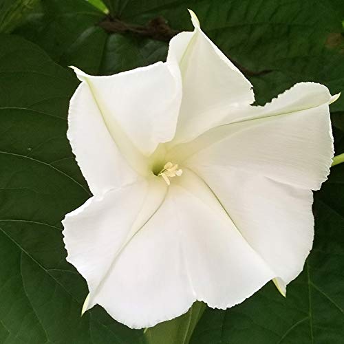30+ Giant White Moon Vine Seeds ~ Morning Glory "Moonflower" Rare Exotic Seeds #TOP2