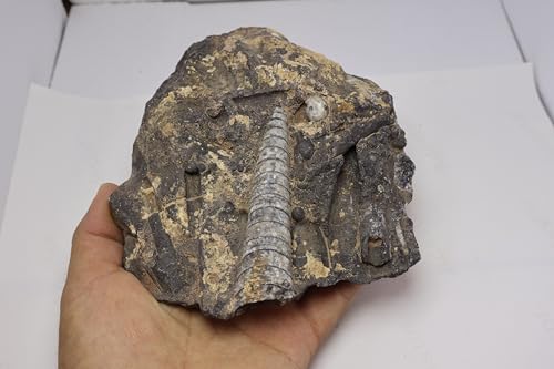 Image of Natural Orthoceras Fossil from Devonian Period Fossil from Morocco A307